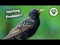 How To Discourage Starlings and other Bully Birds