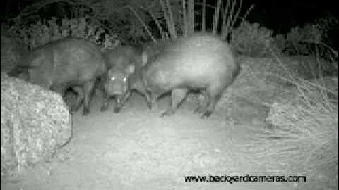 Three Javelina
