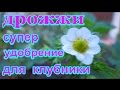 ДРОЖЖИ СУПЕР УДОБРЕНИЕ ДЛЯ КЛУБНИКИ   .ДЛЯ УРОЖАЙНОСТИ И РОСТА КЛУБНИКИ  .