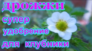 Подкормка клубники дрожжами: отзывы, можно ли подкармливать во время цветения (видео)