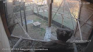 Black vultures in love and nest building breeding season 2020
