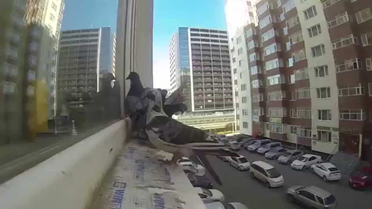 Doves Flying in Slow Motion HD