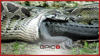 Fahamu Kuhusu Joka Kubwa Zaidi Kuwahi Tokea Duniani Lammeza Mamba Live