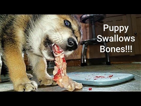 Puppy Swallows RAW Chicken Bones!!! What Happens?