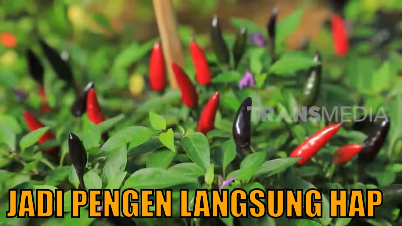 Asiknya Menanam Cabe Pelangi | SI UNYIL (01/04/30) 