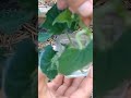 Як укорінити пасинки огірків