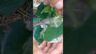 Як укорінити пасинки огірків