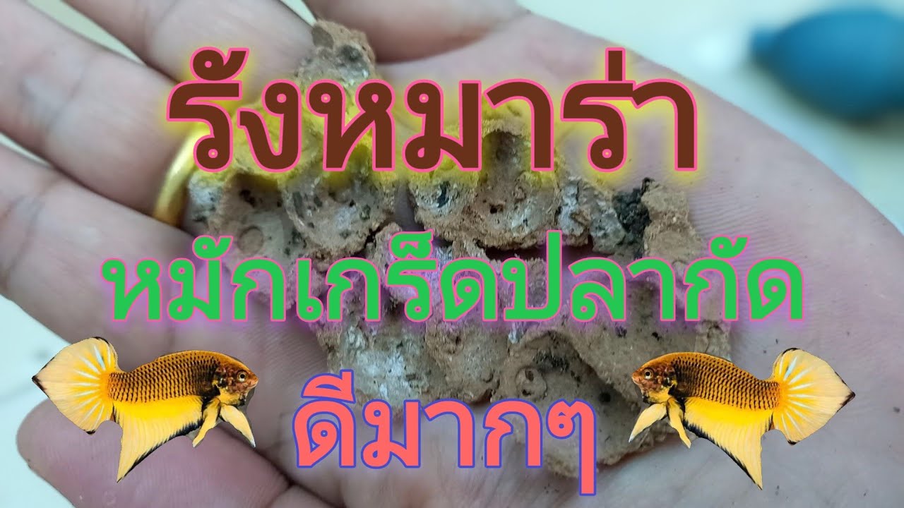 หมักเกร็ดปลากัด ง่ายๆ ด้วยของใกล้ตัว