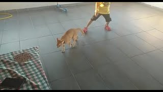 Koş Kedi Limon Run Cat Limon 59