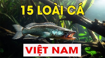 Cá Nước Ngọt Việt Nam (P.3): 15 Loài Khủng & Độc Lạ (Cá Chiên, Cá Chạch Lấu)