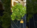 how to store coriander leaves fresh for the long time without fridge 👍👍 #shorts #short