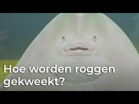 Video: Hoe Rogge Te Kweken?