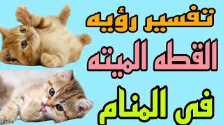 تفسير رؤيه القطه الميته في المنام/رؤيه القطط الميته في الحلم للرجل والمرأة