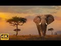 Wildlife Paradise 4K: Collection of African wildlife with soothing music | Relaxing Music