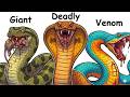 Every Deadly Snake Explained in 10 Minutes