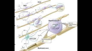 244 Hz : Oligodendrocyte, brain myelin (RIFE Healing Frequency)