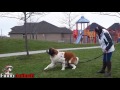Funny St  Bernard Dogs Compilation 2017   Funny Dog Videos の動画、YouTube動画。