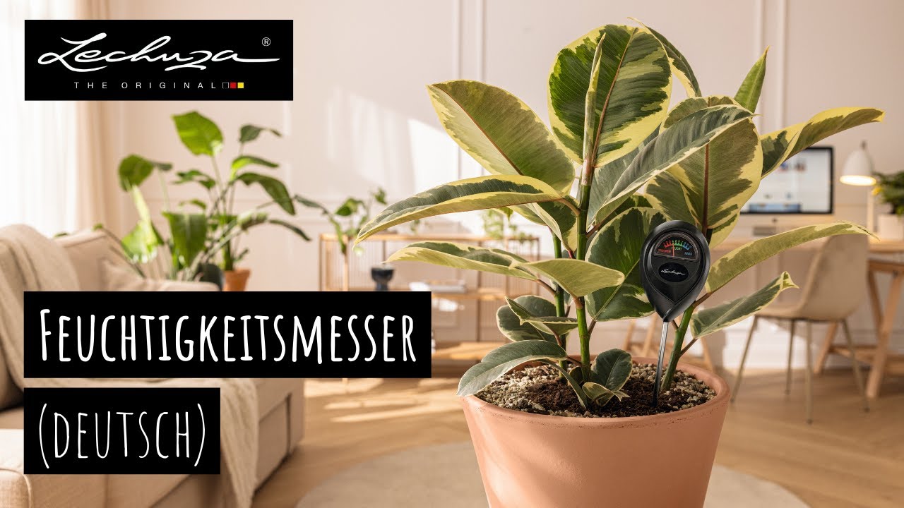 blumenerde für olivenbaum Olivenbaum Ø:22 H:100 cm - Pflanzen online kaufen