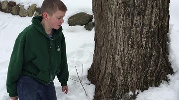How To Tap Maple Trees for DIY Maple Syrup - Phase 1