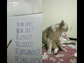 O gato falante