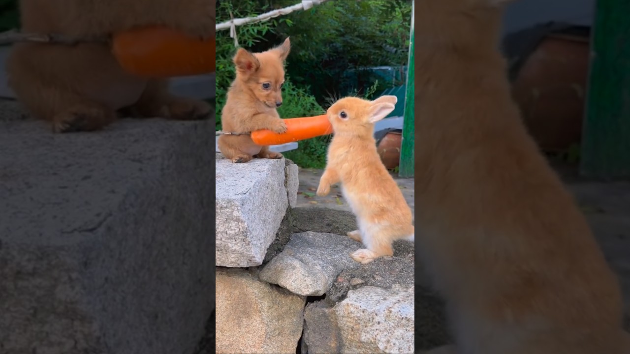 ye dosti hum nahi todenge "Adorable Puppy and Rabbit Sharing a Carrot 🐶🐇 | Cutest Friendship Ever!"