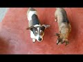Perros Chihuahuas Comiendo Bananas ❤🥰 Febrero 2022