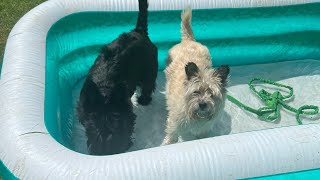 Scottish Terrier and Cairn Terrier in the paddling pool!🌞❤️ by Ruby and Rory 1,114 views 1 year ago 2 minutes, 43 seconds