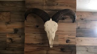 How to do a European skull mount (Barbary Sheep)