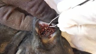 Try to Removing all ticks from all dog in village   Save paws in country side #07, Dog