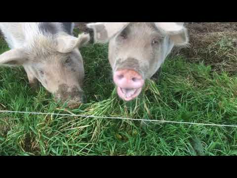 Video: Porcii mănâncă iarbă de porc?