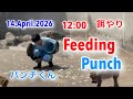 14.April.2026 12:00餌やり　Feeding Punch 2列目から撮影　#がんばれパンチ #monkey #punchthemonkey 