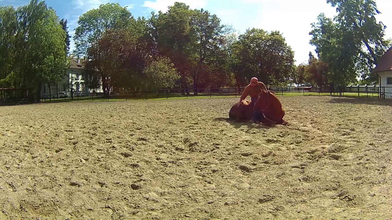 Jak uczyć się kłaść konia..