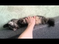 Сибирская кошка (Спит лапуля, а я пристала)