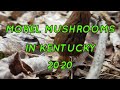 Finding Morel Mushrooms in Kentucky 2020.#KentuckyMorelHunting #MorelMushroomHunting