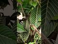 Nature's geometry,the magical leaf pattern