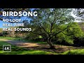 Relaxing Sounds. Bird Singing Sounds for Sleeping. No Loop, Real Sounds