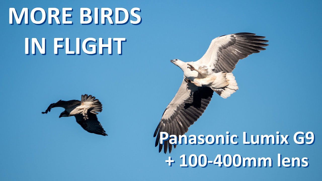 PANASONIC LUMIX G9 More birds in flight with the Leica/Panasonic 100