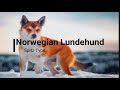 Norwegian Lundehund Six Toe Dog || All You Need You Know || One of Rarest Breed of Dog