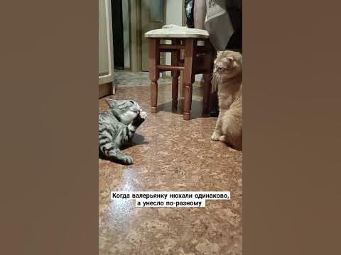 тг: краслекк🪄 || #забавныеживотные #кот #котики #кошачьяжизнь - YouTube
