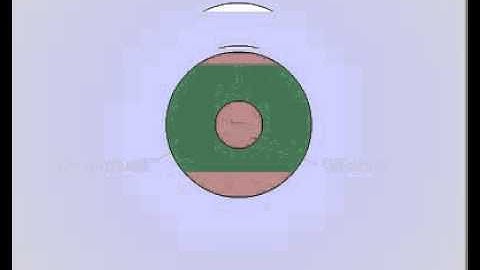 IB Biology E.2.5 Processing of Visual Stimuli