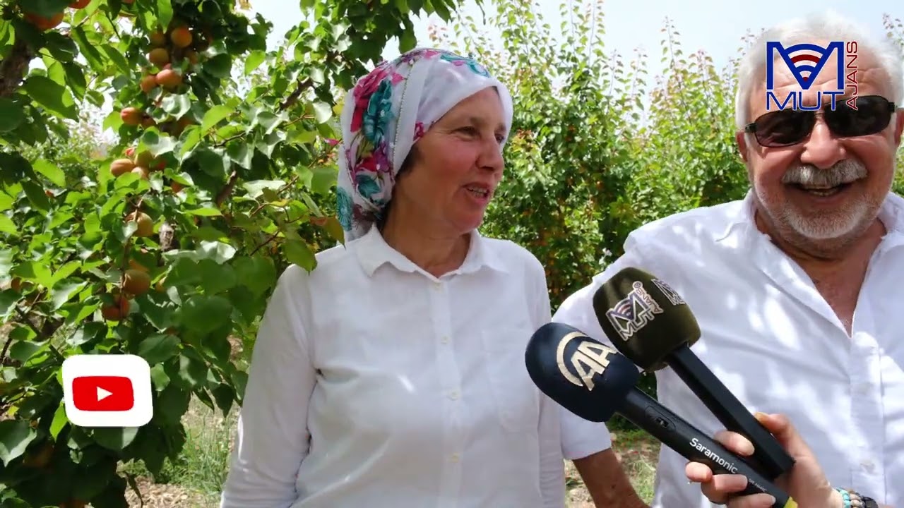 Mut’ta Sofralık Kayısı Hasadı Tüm Hızıyla Sürüyor