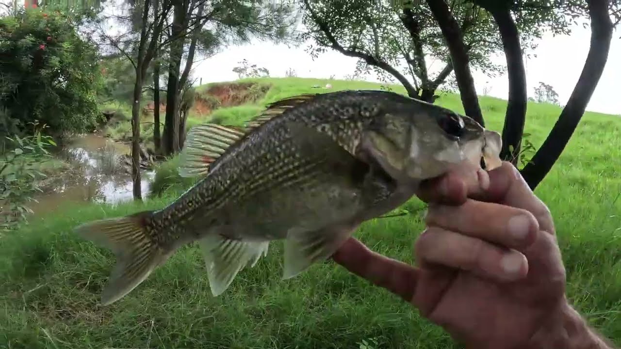 Where Do Bass Go When It Floods?