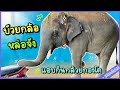 ช้างบัวบาน😂elephant