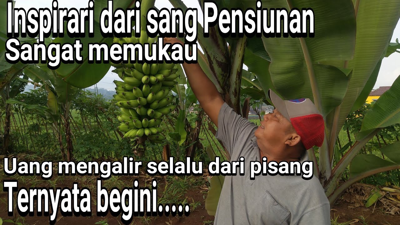 Inspirasi petani part III, pensiunan guru bertani buah pisang Puteri