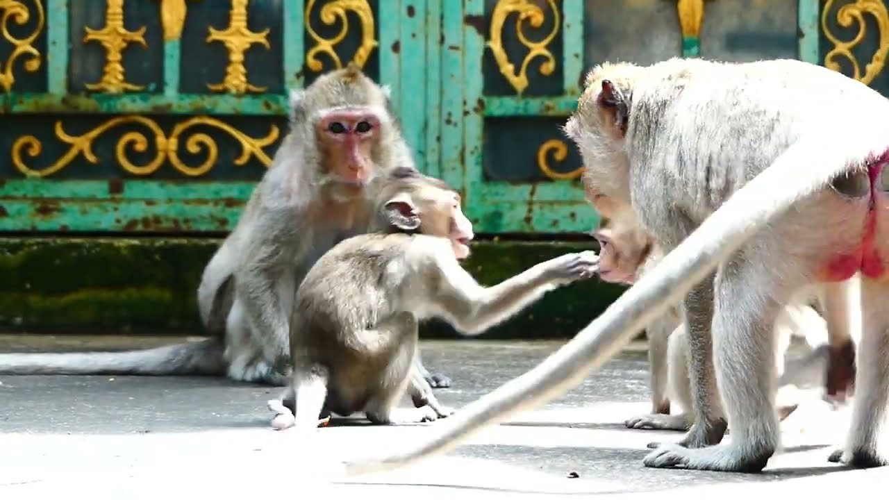 Mother Malika Is So Nasty, She Bites Young Monkey Till Runs Crying