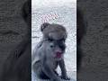 ヤンチャすぎて怒られる息子🐒ママさんありがとう #ニホンザル #高崎山自然動物園 #monkey