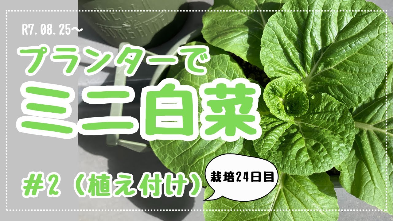 【３ヶ月で収穫！】手乗りサイズのミニ白菜をタネから栽培してみた#2