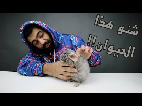 فيديو: بلانك دي هوتوت أرنب