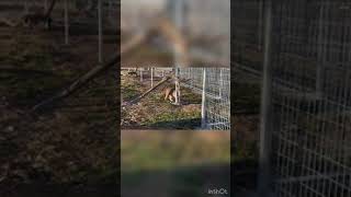 Nabisco Bobcat Arriving In Arkansas!~Part 2 Of 2