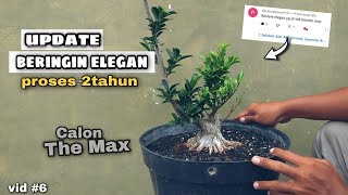 Update ficus Elegan 18 Jan.2023 - Hasil Program Pecah Batang Proses ± 2tahun